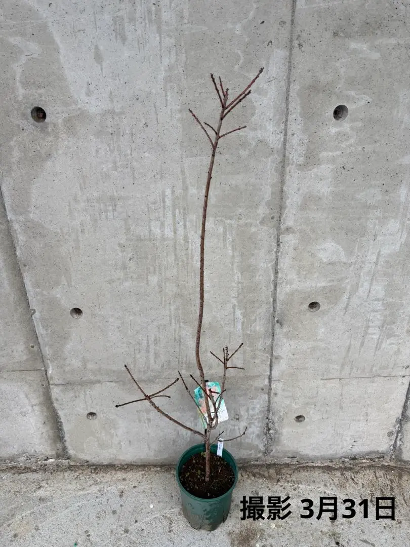 2026年最新】スモークツリー 鉢の人気アイテム - メルカリ