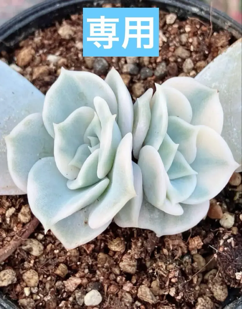 2026年最新】リラシナ錦の人気アイテム - メルカリ