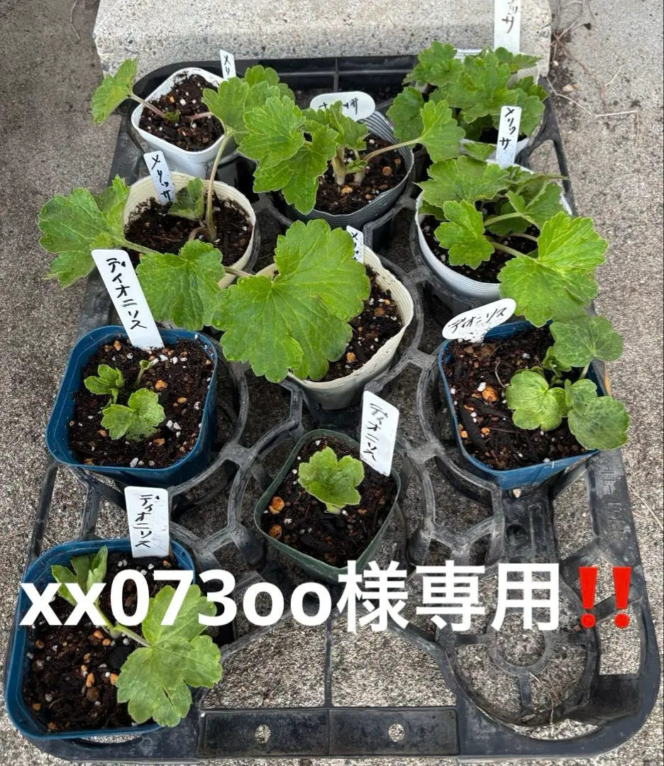 2026年最新】ラナンキュラス イカロスの人気アイテム - メルカリ