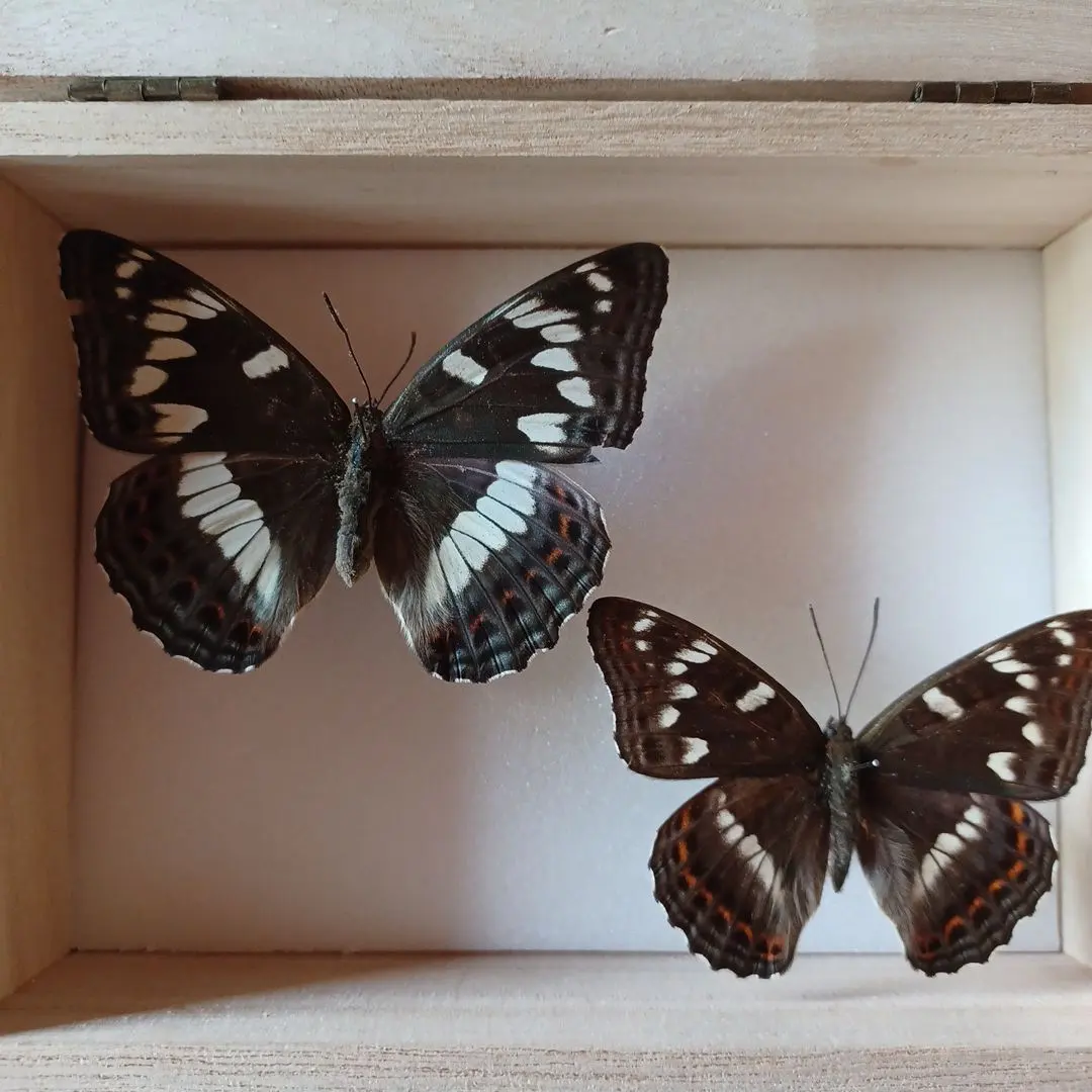 2026年最新】オオイチモンジの人気アイテム - メルカリ