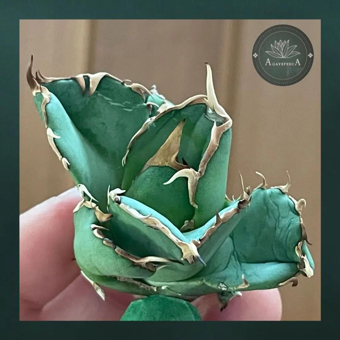 2026年最新】アングリーハートの人気アイテム - メルカリ