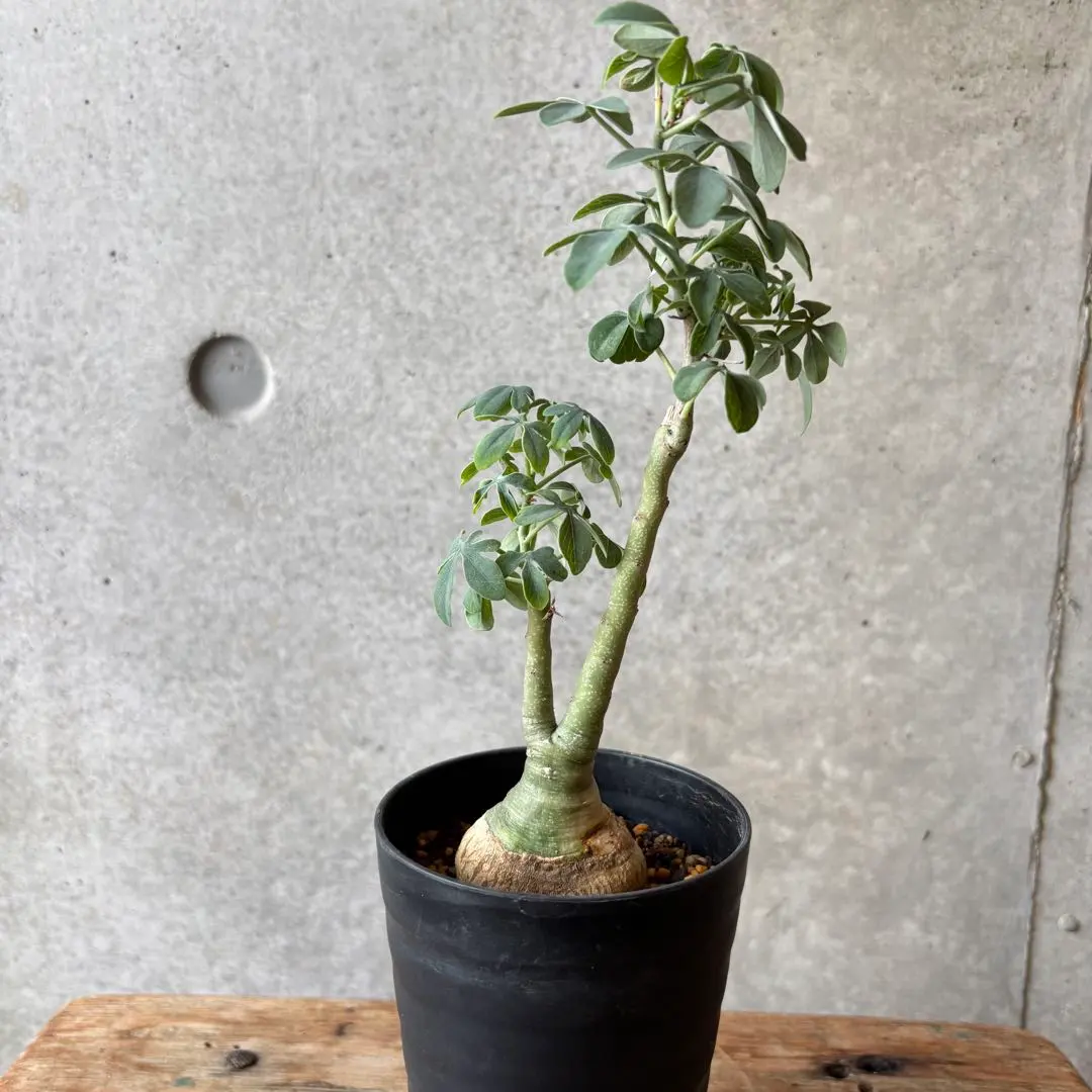 2026年最新】アデニアグラウカの人気アイテム - メルカリ