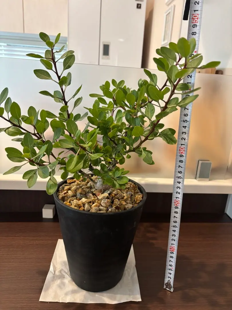 2026年最新】フォークイエリア ファシクラータ 実生の人気アイテム