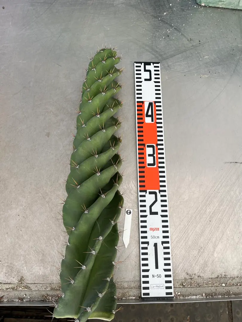 2026年最新】サボテン スピラリスの人気アイテム - メルカリ