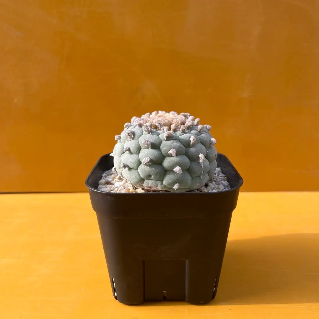 2026年最新】疣銀冠の人気アイテム - メルカリ