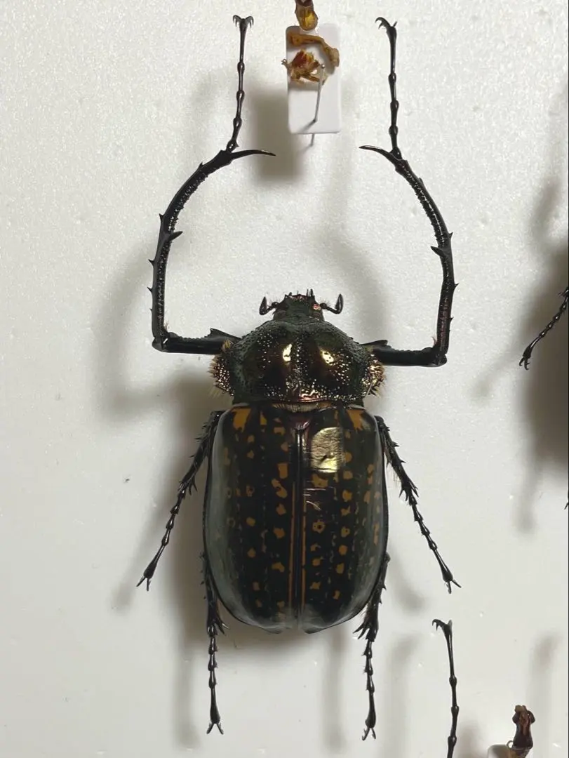 2026年最新】テナガコガネ 標本の人気アイテム - メルカリ