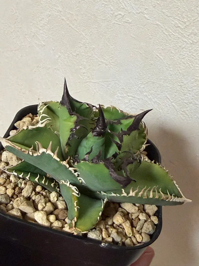 2026年最新】キングアーサー アガベの人気アイテム - メルカリ