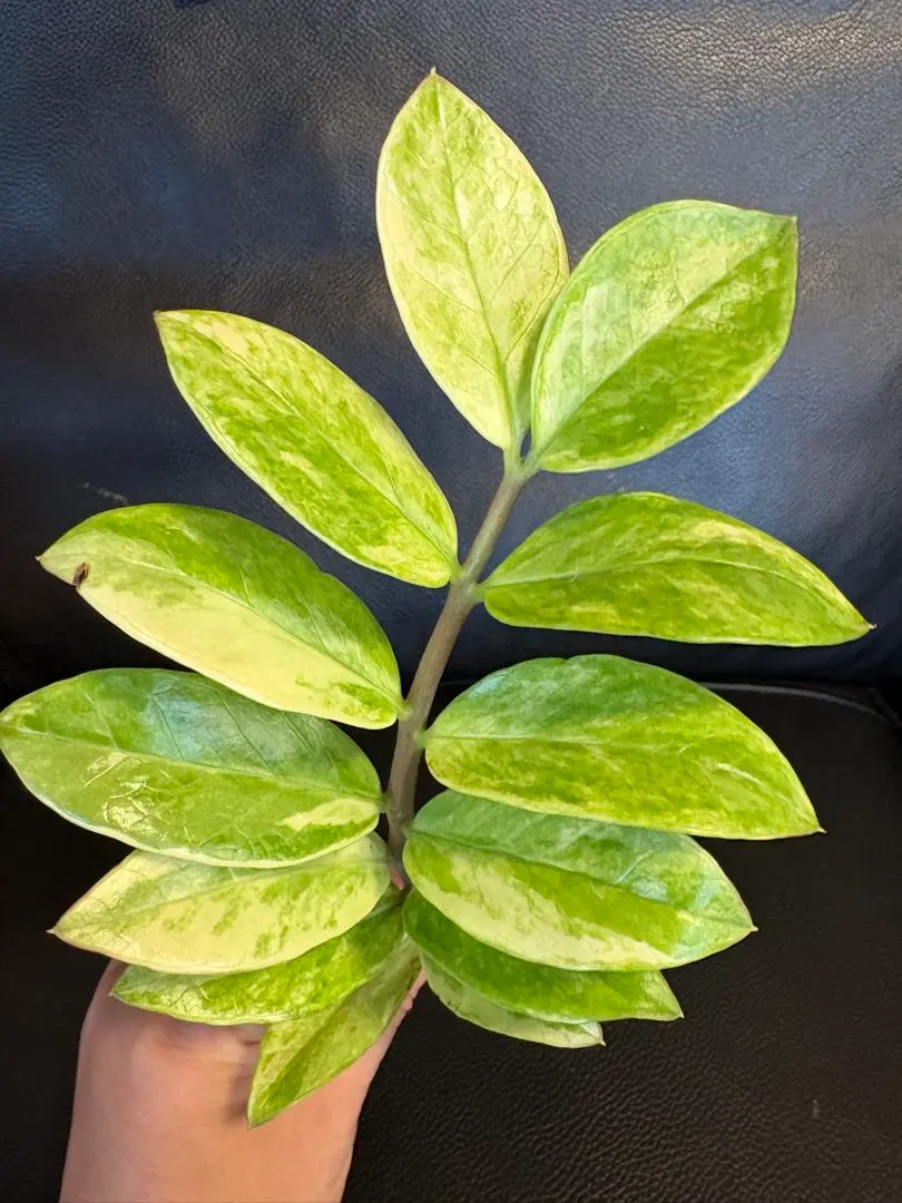 2026年最新】zzプラントの人気アイテム - メルカリ