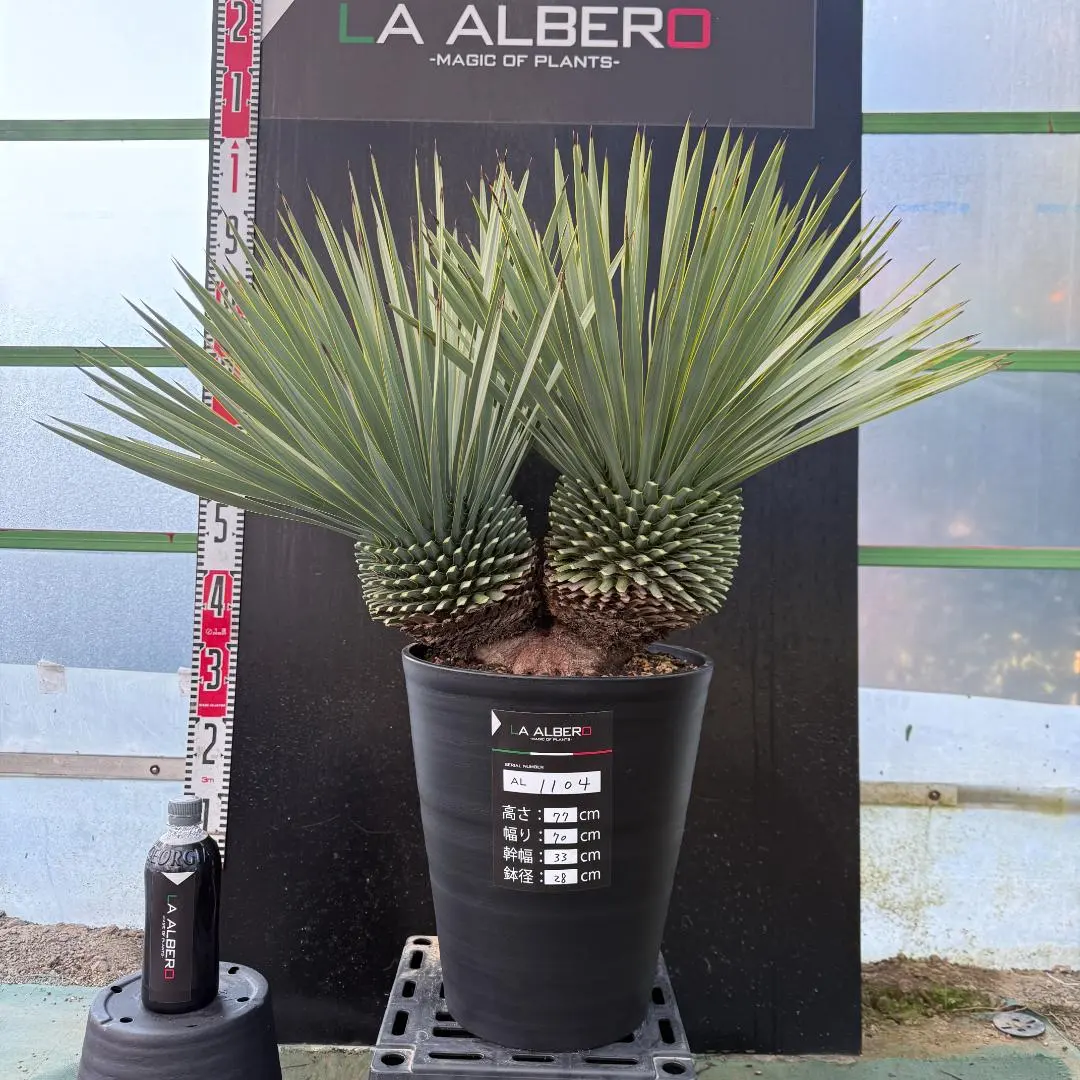 2026年最新】ロストラータ ヘッドの人気アイテム - メルカリ