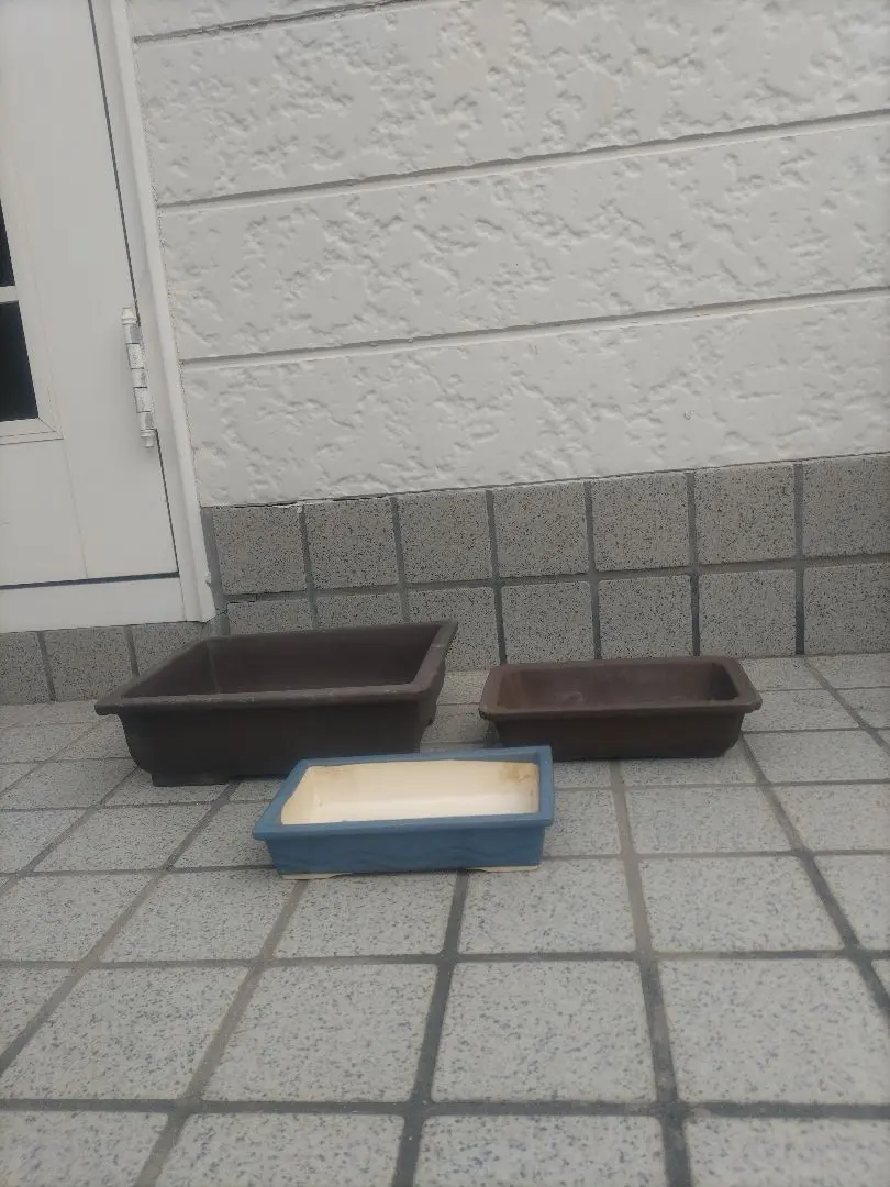 2026年最新】瑞祥 盆栽の人気アイテム - メルカリ