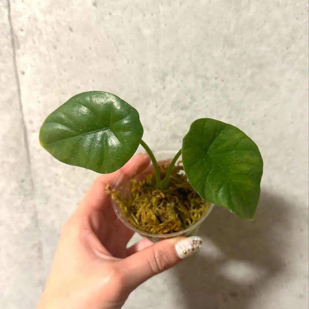 2026年最新】アロカシア シヌアータの人気アイテム - メルカリ