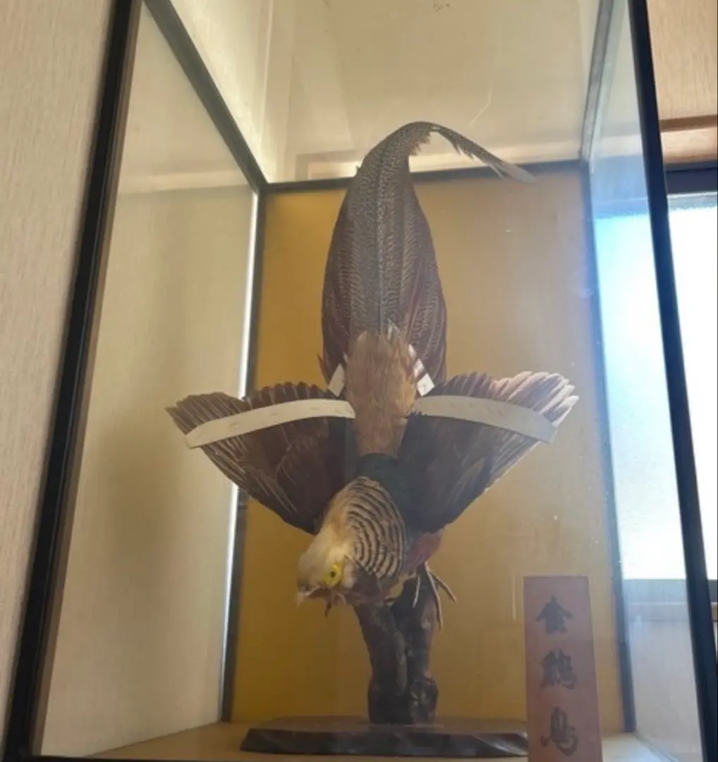 2026年最新】雉 剥製の人気アイテム - メルカリ
