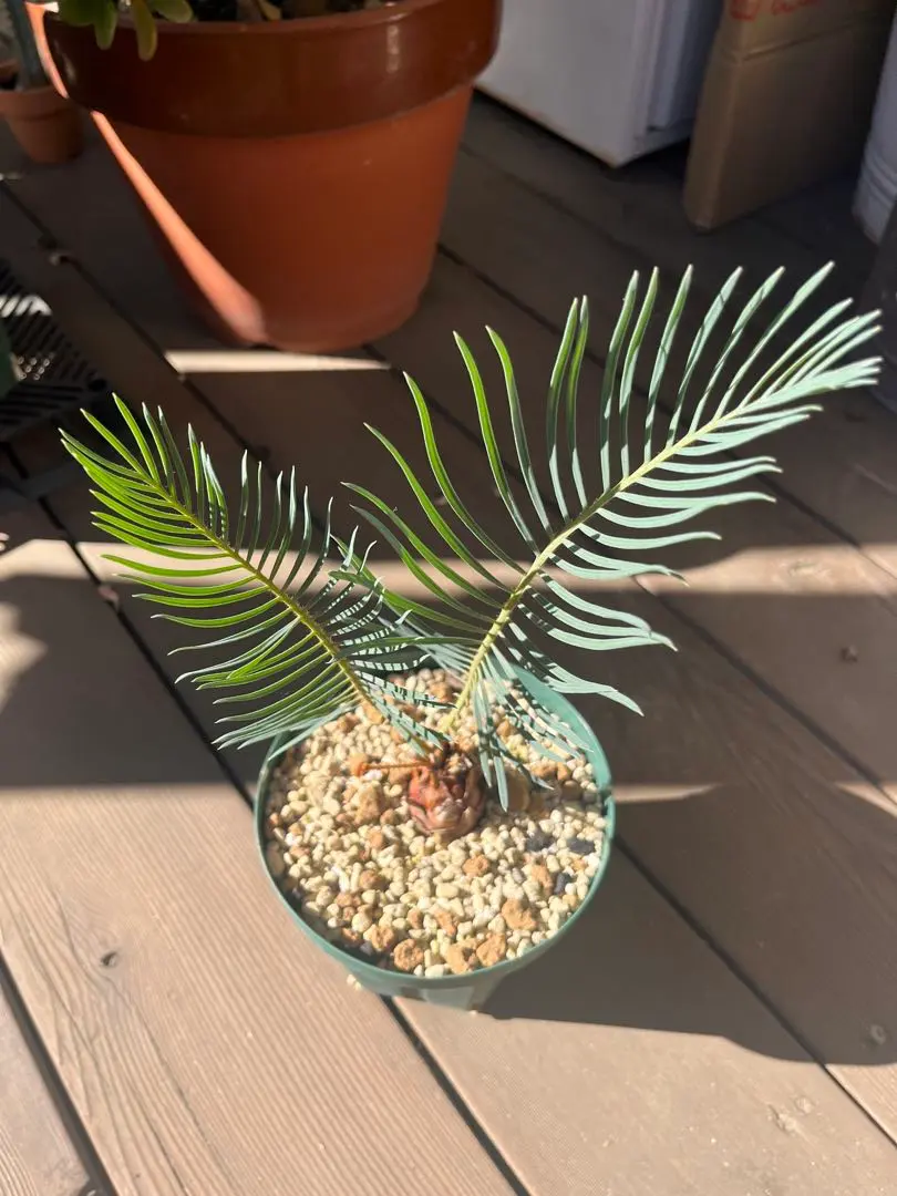 2026年最新】サイカスカイルンシアナの人気アイテム - メルカリ