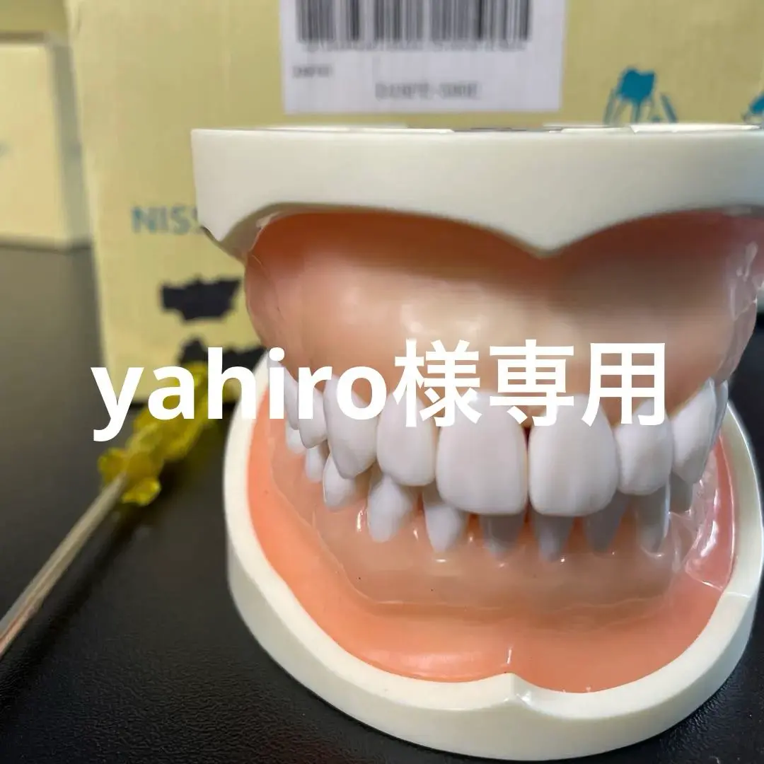 2026年最新】顎模型 歯科衛生士の人気アイテム - メルカリ