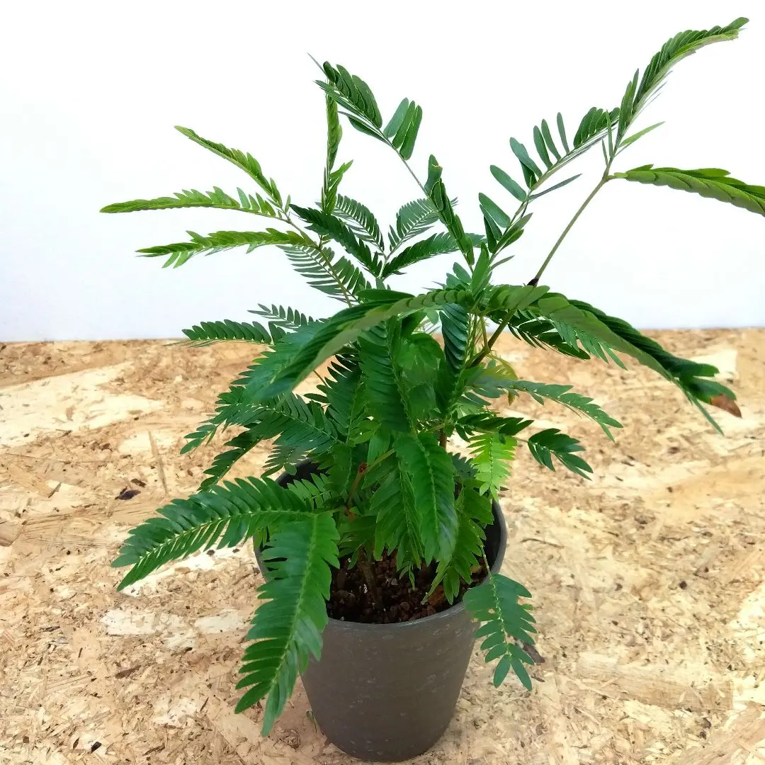 2026年最新】エバーフレッシュ 斑入りの人気アイテム - メルカリ