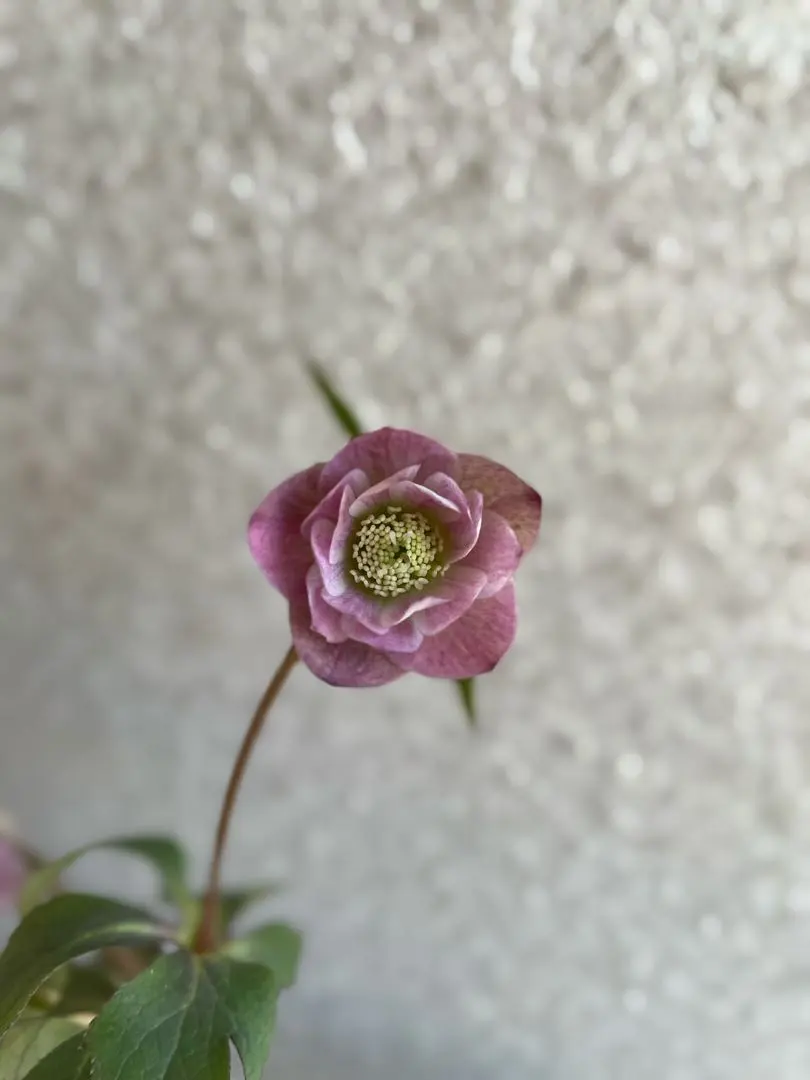 2026年最新】大木ナーサリーの人気アイテム - メルカリ