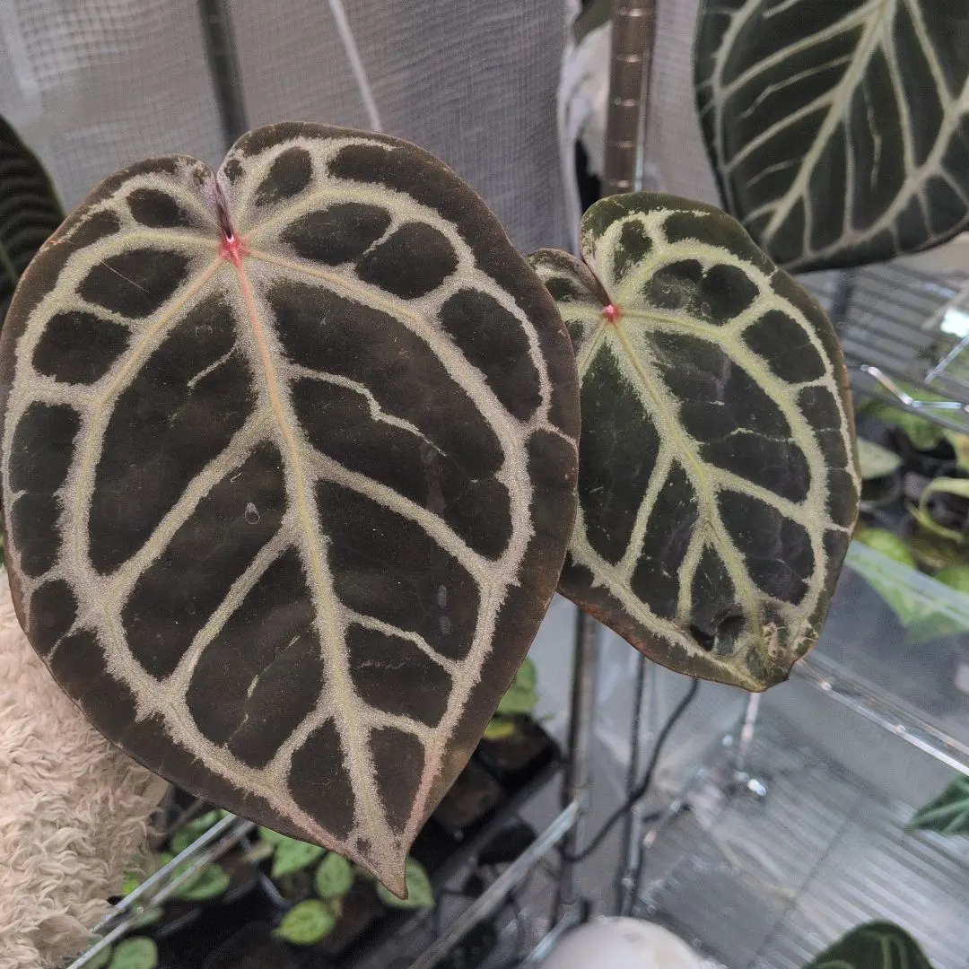 2026年最新】anthurium kosの人気アイテム - メルカリ