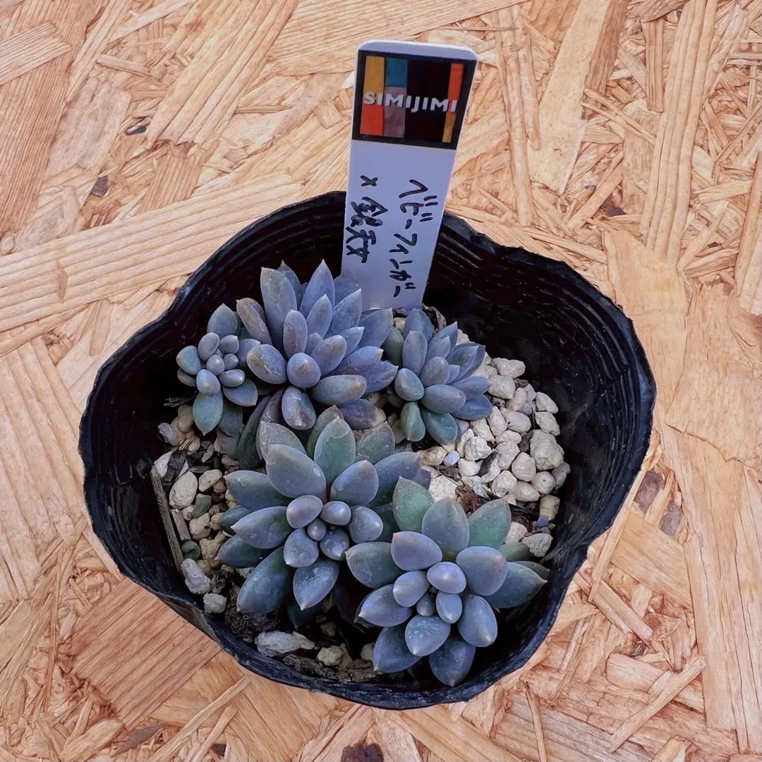 2026年最新】simijimiさん苗の人気アイテム - メルカリ