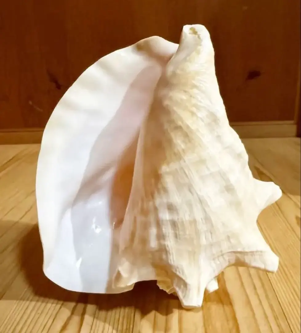 2026年最新】法螺貝笛の人気アイテム - メルカリ