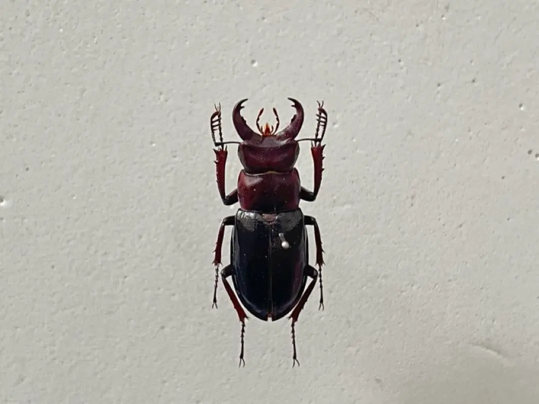 2026年最新】ミクラ 標本の人気アイテム - メルカリ