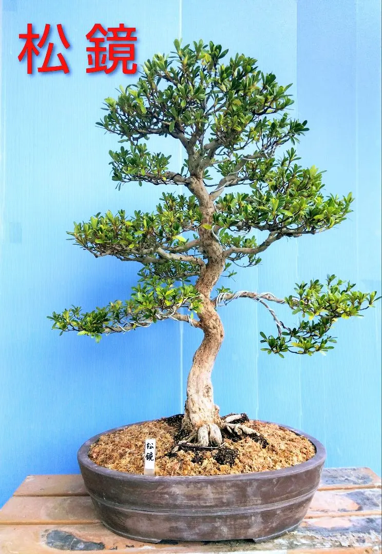 2026年最新】皐月盆栽の人気アイテム - メルカリ