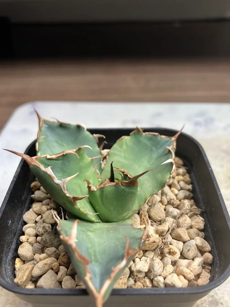 2026年最新】黒犀牛の人気アイテム - メルカリ