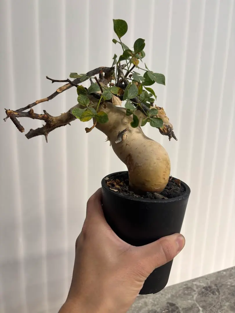 2026年最新】コミフォラ カタフ ピュアの人気アイテム - メルカリ