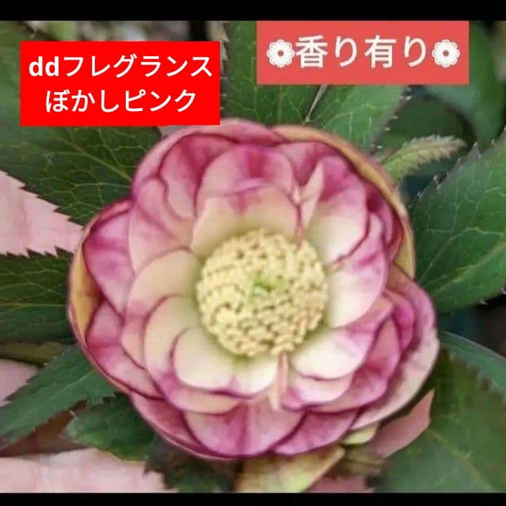 クリスマスローズ 八重 フレグランスぼかしピンク4粒 種 宿根 苗 鉢