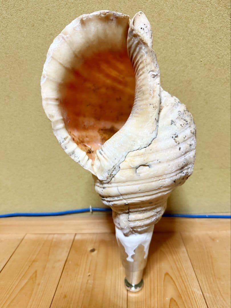 蔵出し大型38㎝修験道法螺貝 山伏　密教　ほら貝　ホラガイ