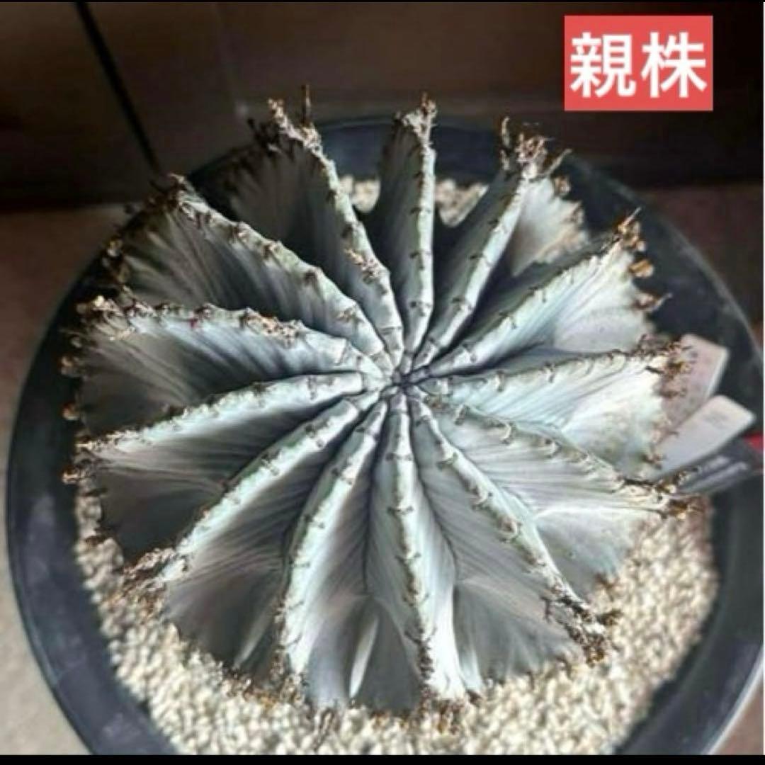 佐*太様 ユーフォルビアホリダ 勝岡アルバ 純血統 極上 雌株 カキ子SSS