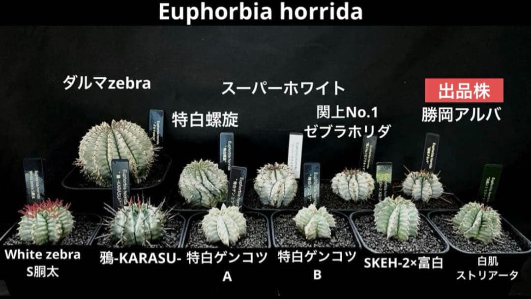 佐*太様 ユーフォルビアホリダ 勝岡アルバ 純血統 極上 雌株 カキ子SSS