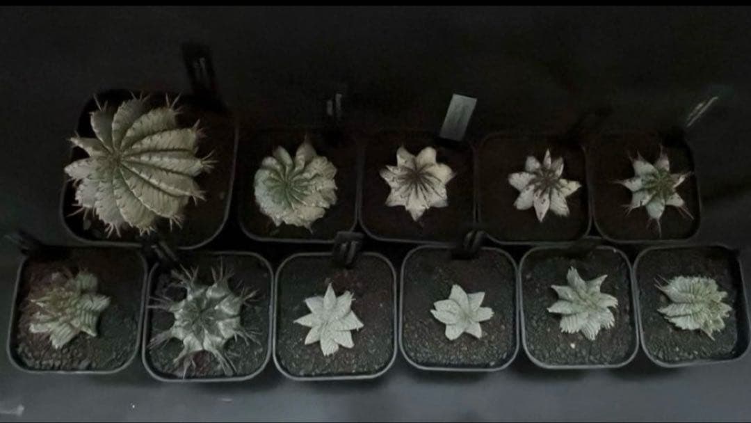 佐*太様 ユーフォルビアホリダ 勝岡アルバ 純血統 極上 雌株 カキ子SSS