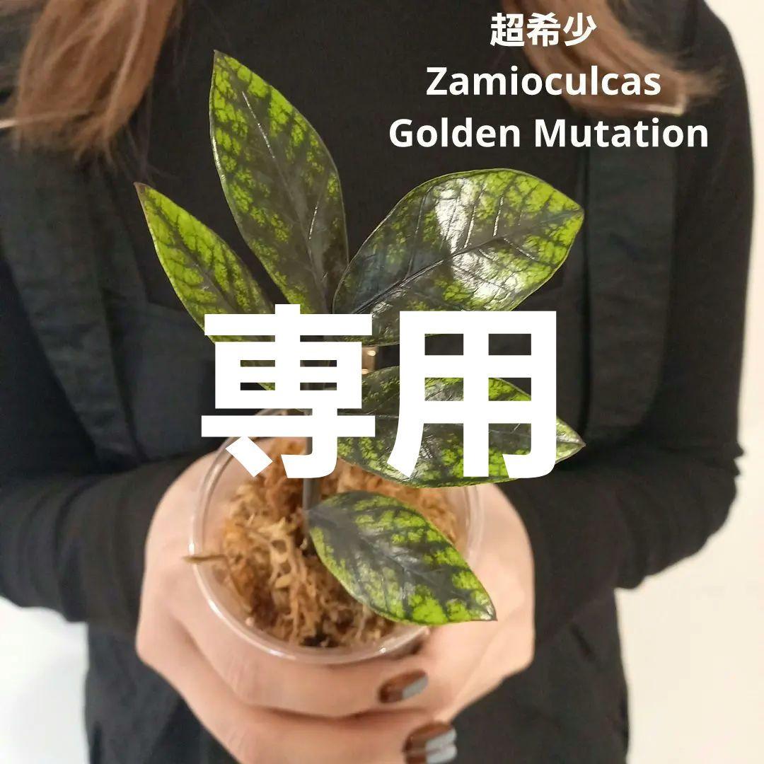 超絶希少 ザミオクルカス ゴールデンミューテーション