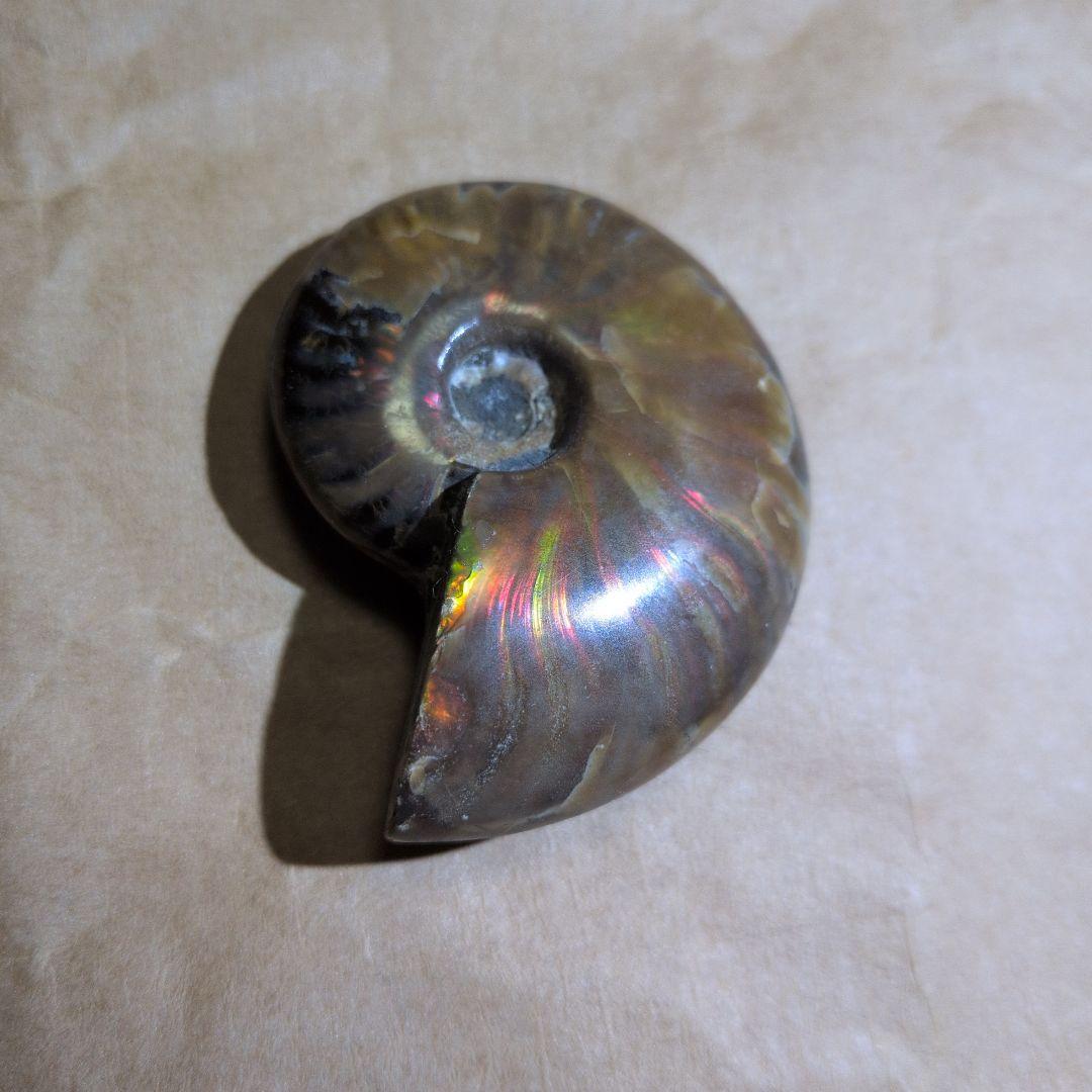 激レアオパール化アモナイト化石 極上品 オパール化したアンモナイト。100% 天然形成。原石のアンモナイト