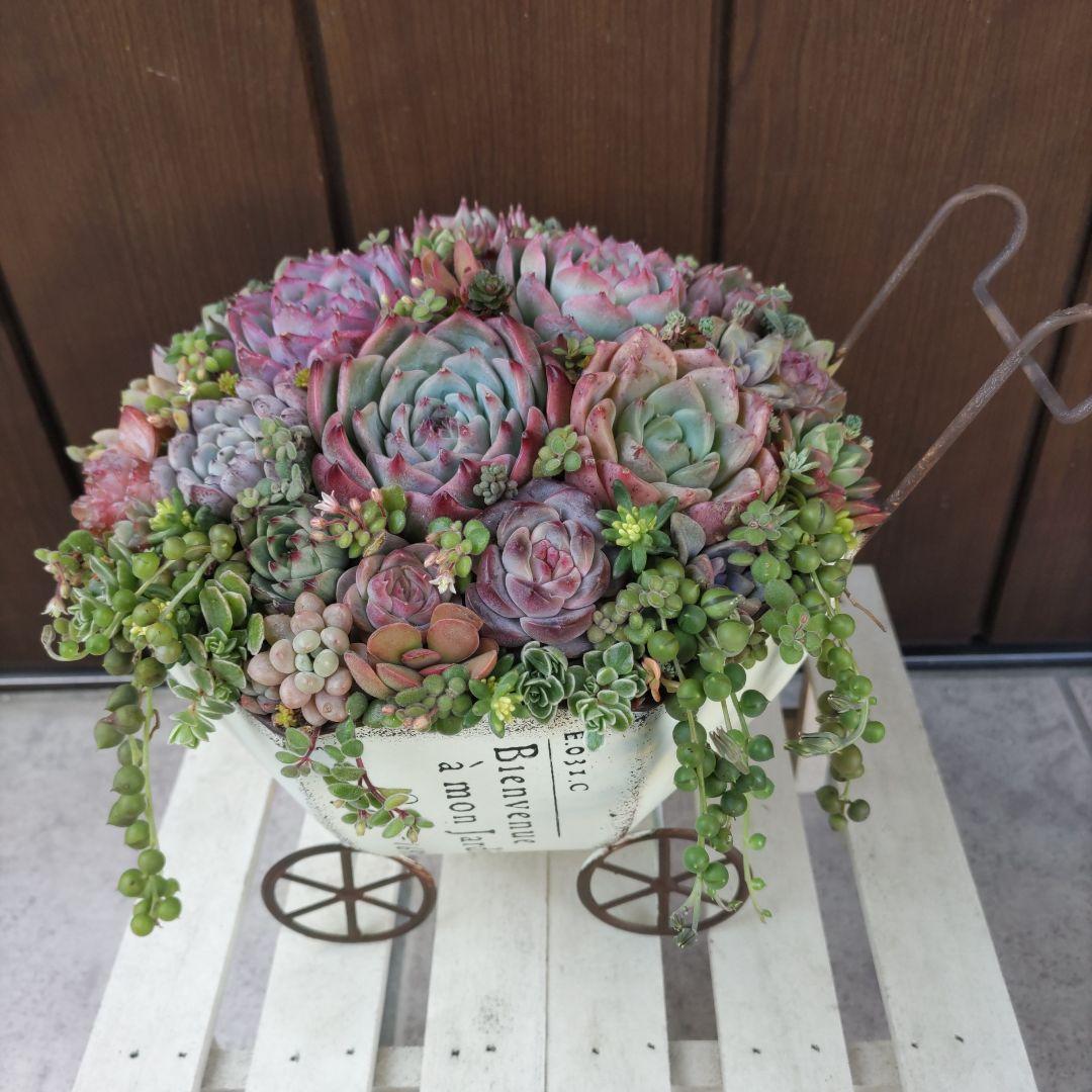 多肉植物 ♡そのまま飾れる寄せ植え♡ブリキカート✩.*˚