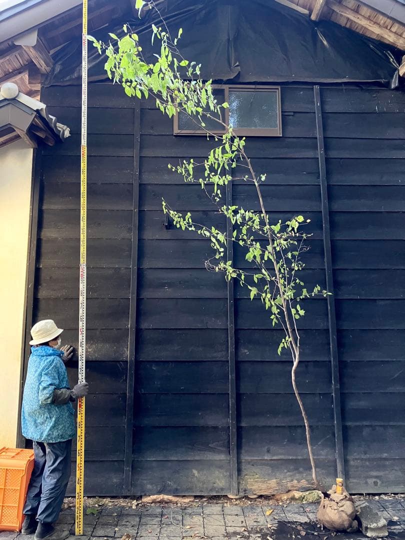 しし　 山採り　エゴノキ　40 アセビ