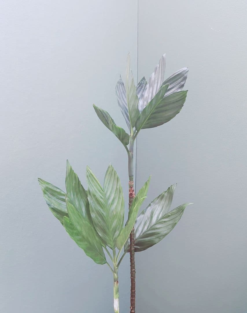 トウマ (ヤシ科)チャメドレア テネラ 現品 おしゃれ