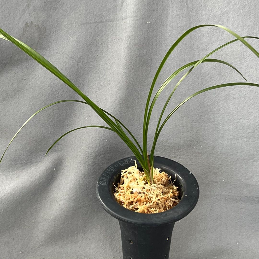 日本春蘭 いちご舌『紅水晶』2本立 春蘭 中国蘭 東洋蘭 山野草 多肉