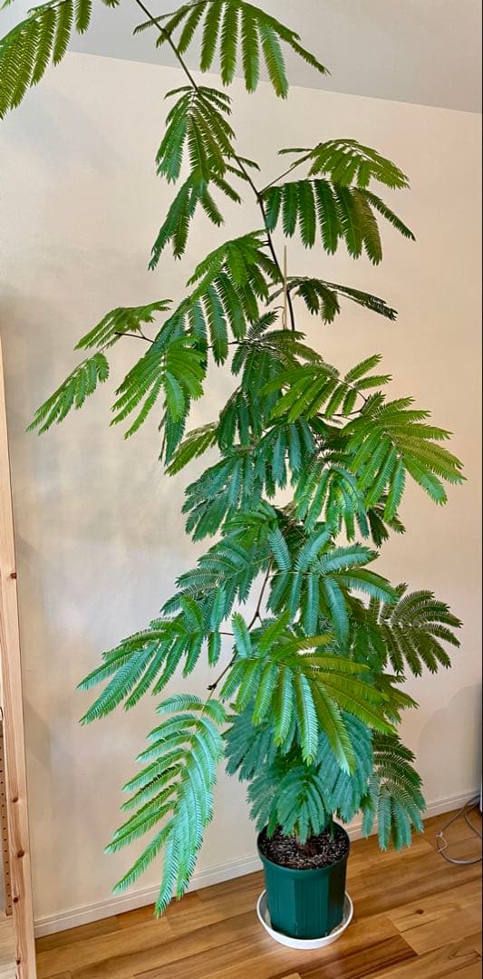 【2月末までです。引取限定 横浜】エバーフレッシュ9号 約230cm