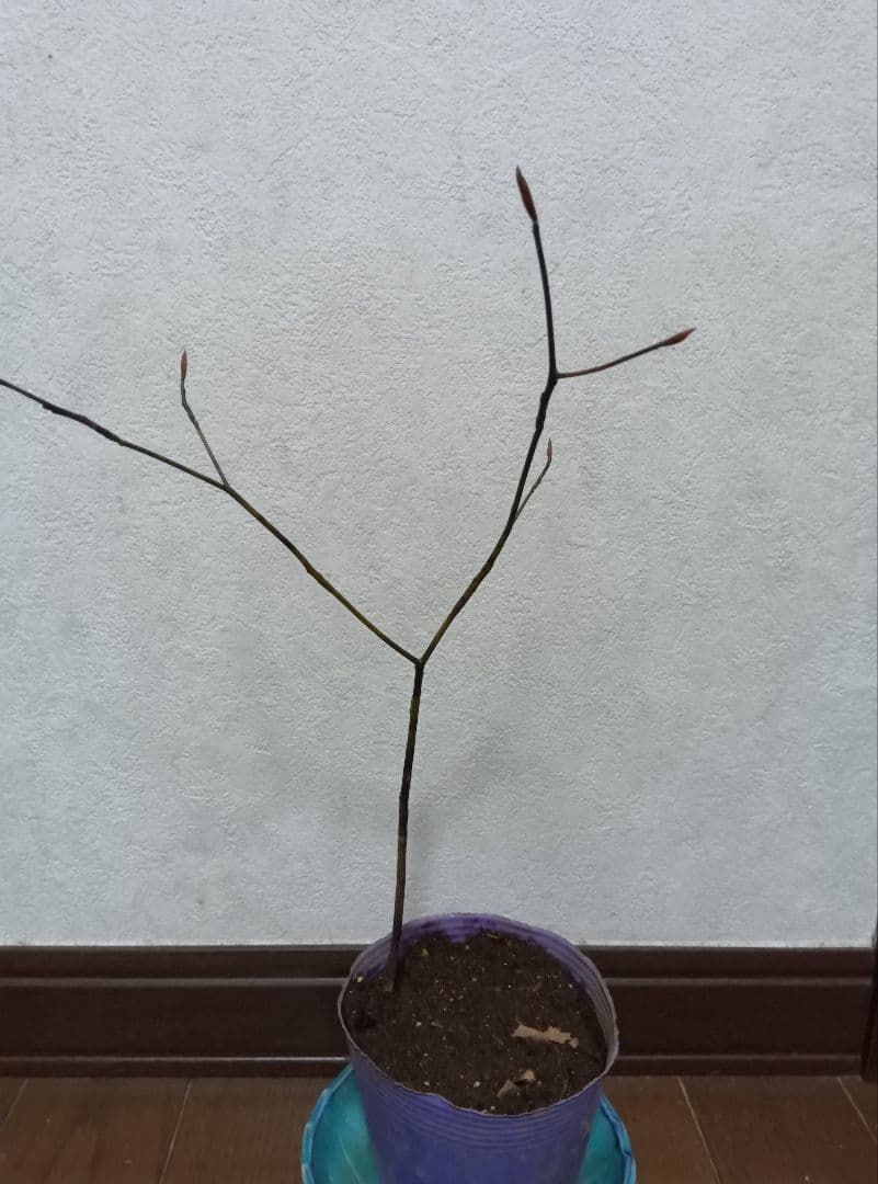 ✨️クロモジ（山採り） ポット下から約35センチ - メルカリ