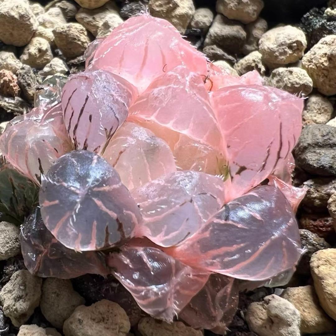 多肉植物 ハオルチア ブルーレンズオブツーサ錦 鮮明錦 糊斑 - メルカリ