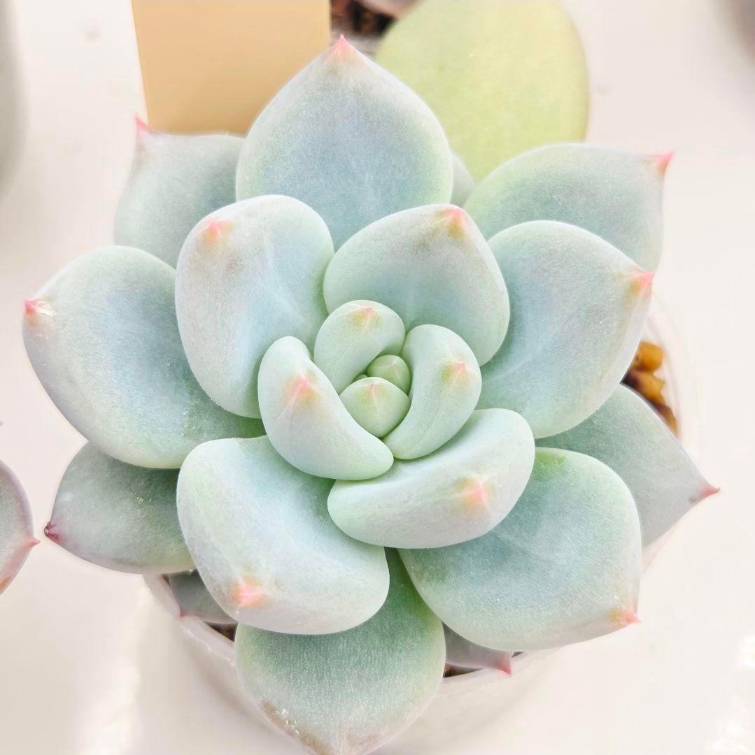 M*2様 ⑯大きめ ももホイップ❣️ミニマカロン交配❣️恋交配❣️発根済6苗メル