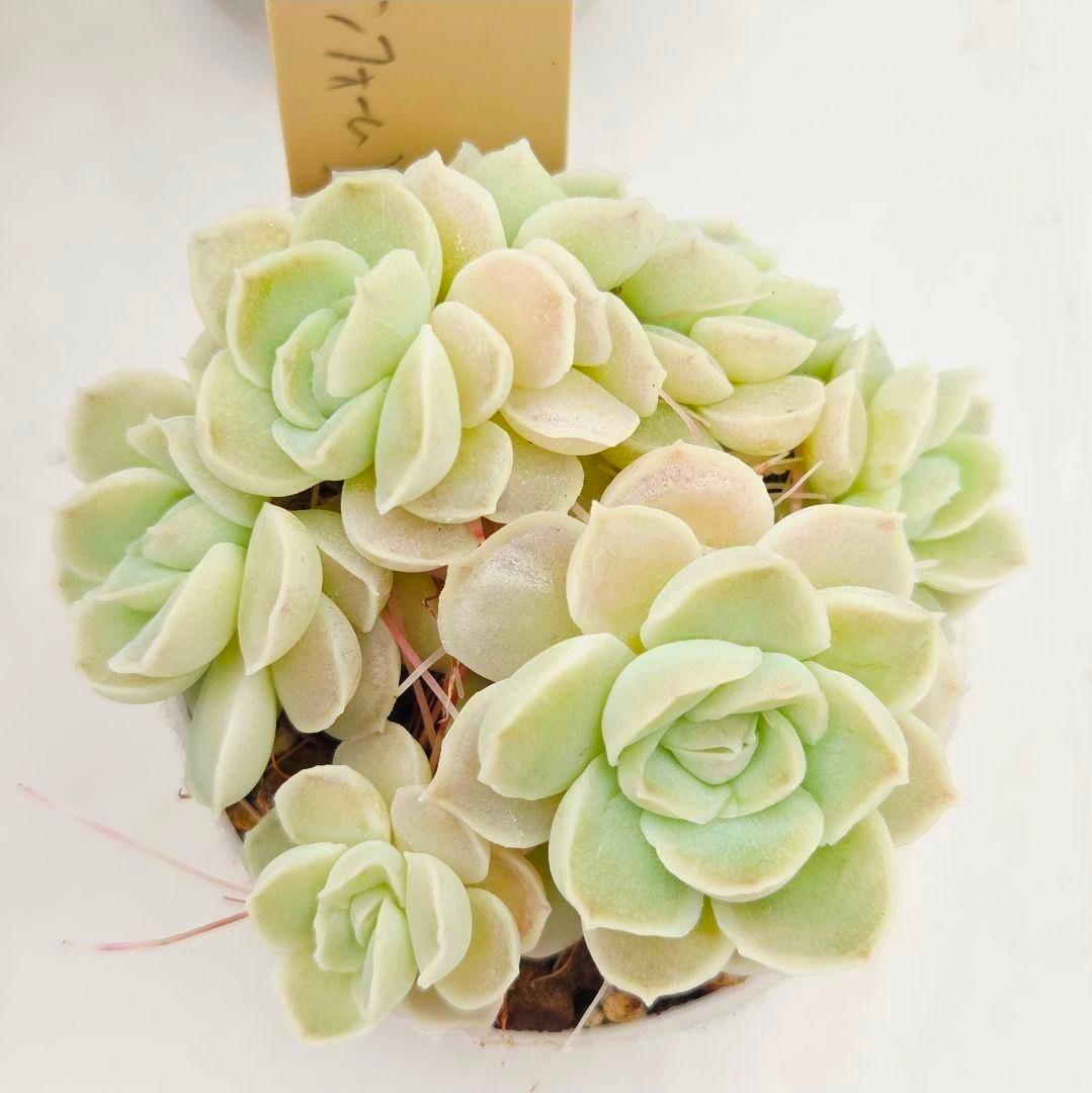 M*2様 ⑯大きめ ももホイップ❣️ミニマカロン交配❣️恋交配❣️発根済6苗メル