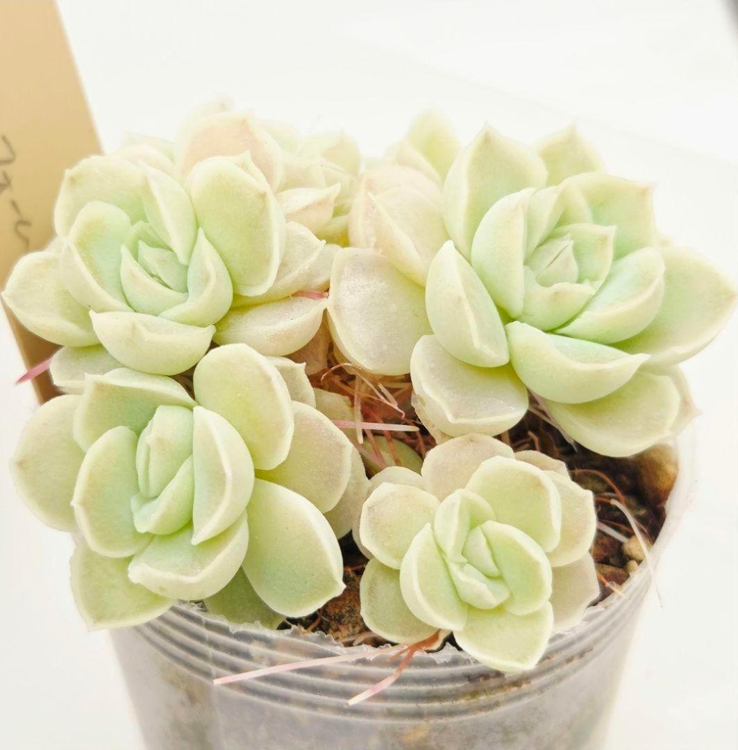 M*2様 ⑯大きめ ももホイップ❣️ミニマカロン交配❣️恋交配❣️発根済6苗メル