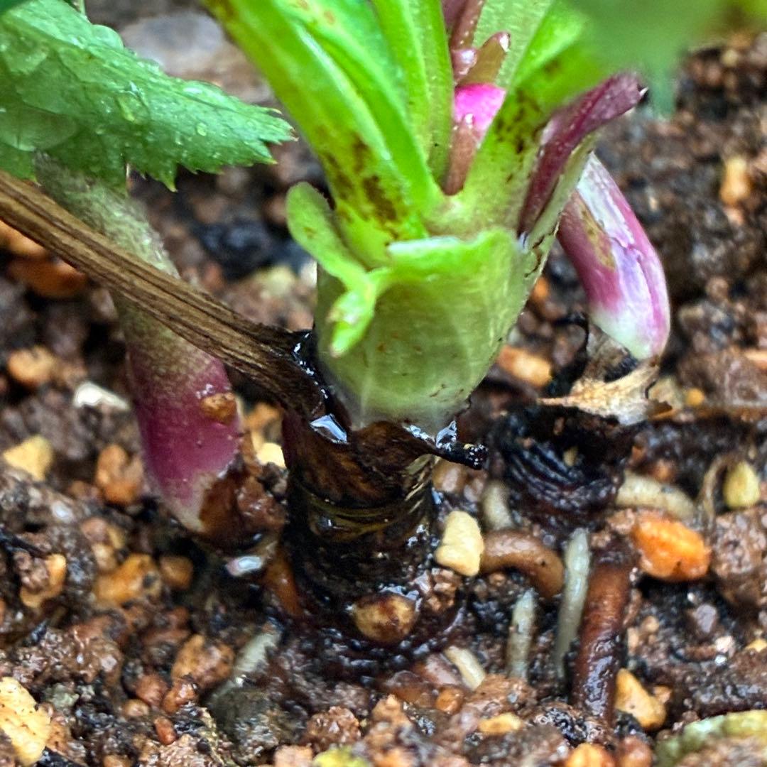 ま*い様 3406☘️蕾付き☘️超レア☘️唯一無二☘️⭐️ツヤツヤ赤⭐️クッキリ