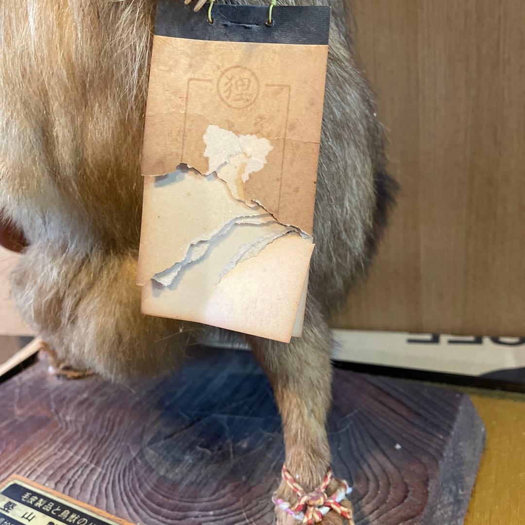 たぬき 狸 本物 剥製 堅山製作所 置物 アンティーク 年代物 雄 - メルカリ