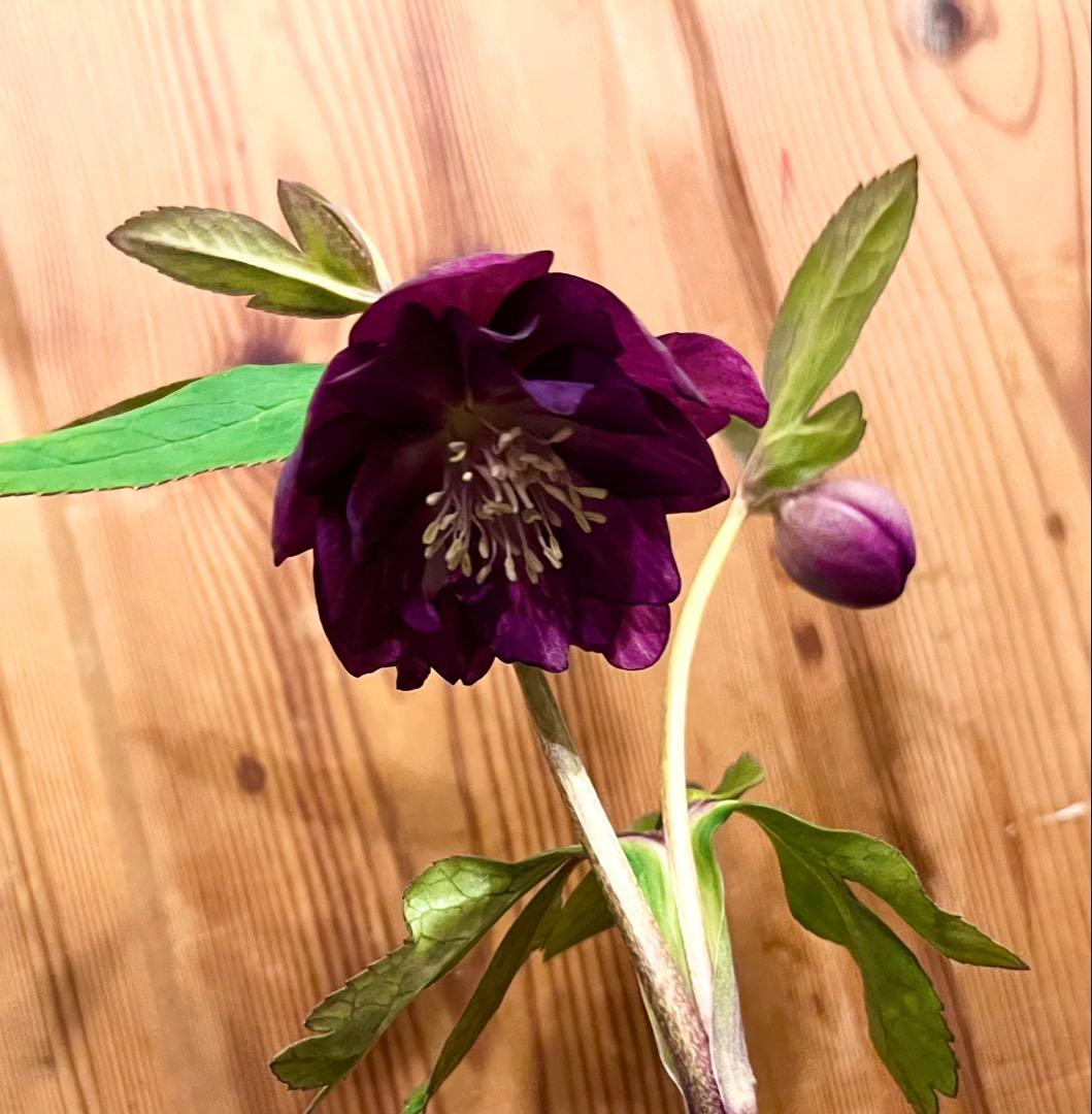 正規タグ付き】ミスティーク dd 大木ナーサリー クリスマスローズ 開花