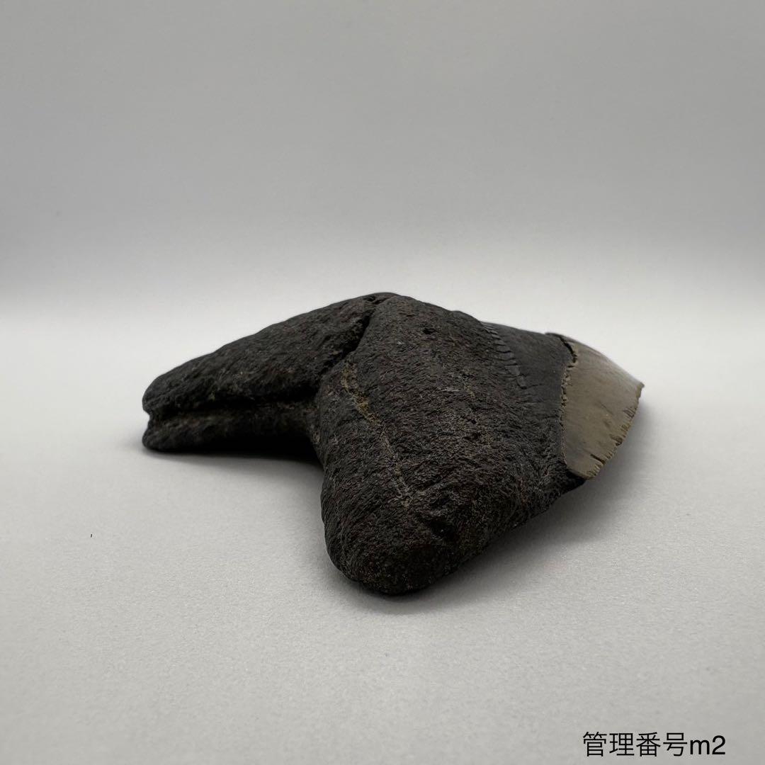 本物 メガロドンの歯 化石 サメ 10cm アメリカ合衆国 - メルカリ