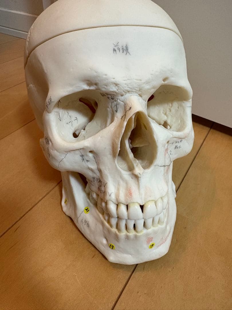SOMSO頭蓋骨模型 解剖学的マーク付き