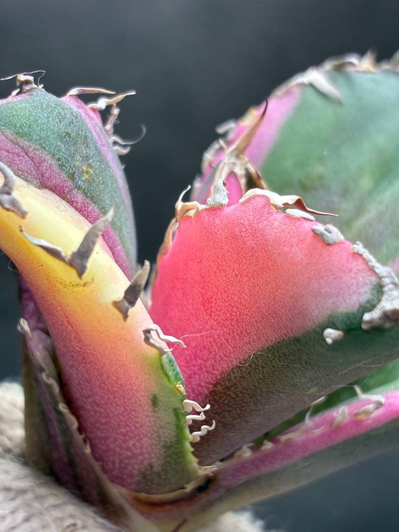 アガベ チタノタ「白鯨錦特殊錦」中斑入り 珍しいカラー 鮮やかな